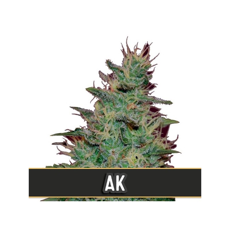Automatic AK - Autoflorecientes - Blimburn Seeds