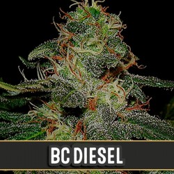 BC Diesel - Feminizadas - Blimburn Seeds