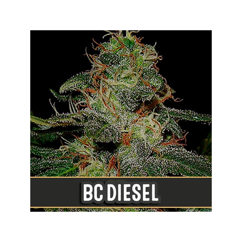 BC Diesel - Feminizadas - Blimburn Seeds