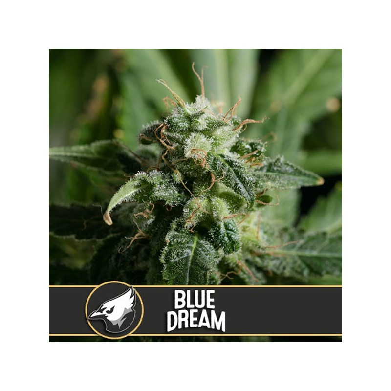 Blue Dream - Feminizadas - Blimburn Seeds