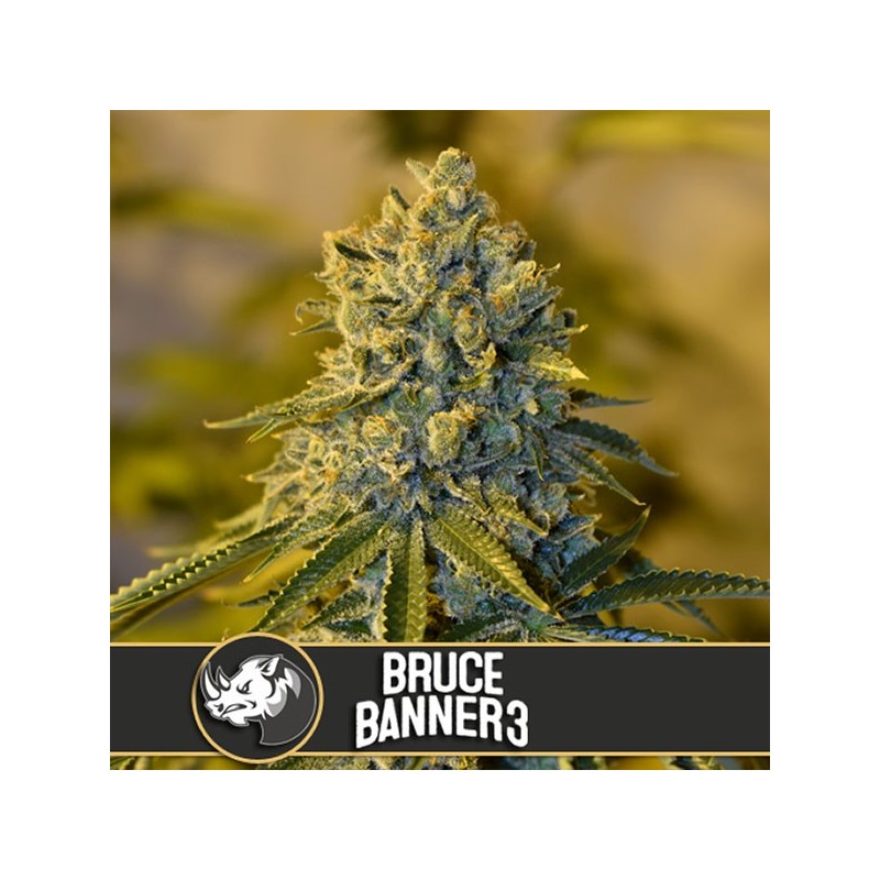 Bruce Banner nº - Feminizadas - Blimburn Seeds