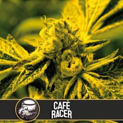 Cafe Racer - Feminizadas - Blimburn Seeds