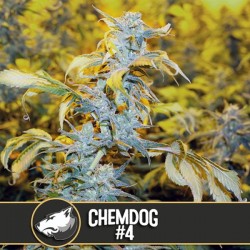 Chemdog - Feminizadas - Blimburn Seeds