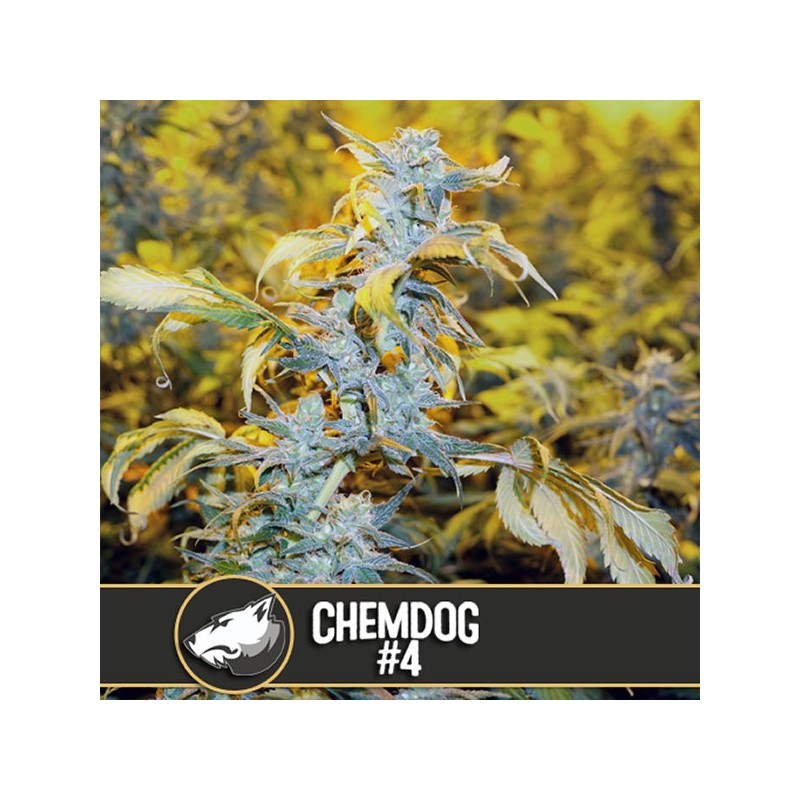 Chemdog - Feminizadas - Blimburn Seeds