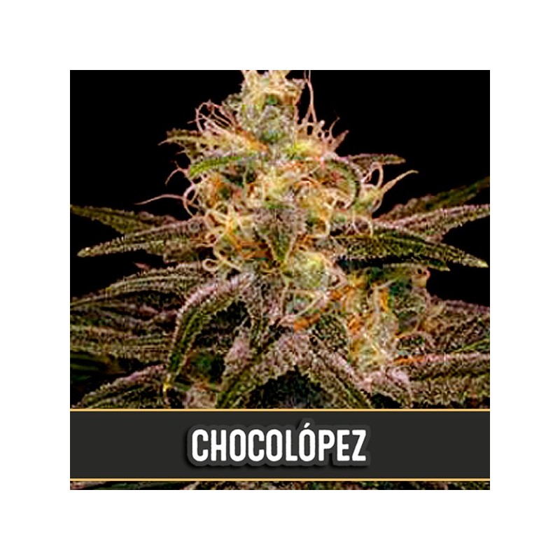 Chocolopez - Feminizadas - Blimburn Seeds