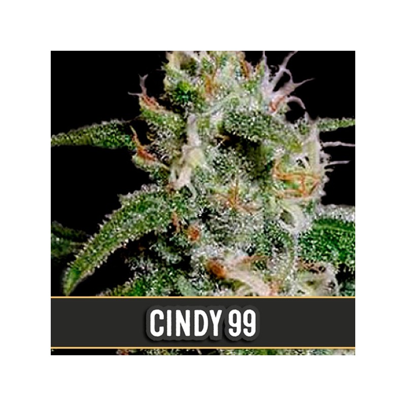 Cindy 99 - Feminizadas - Blimburn Seeds