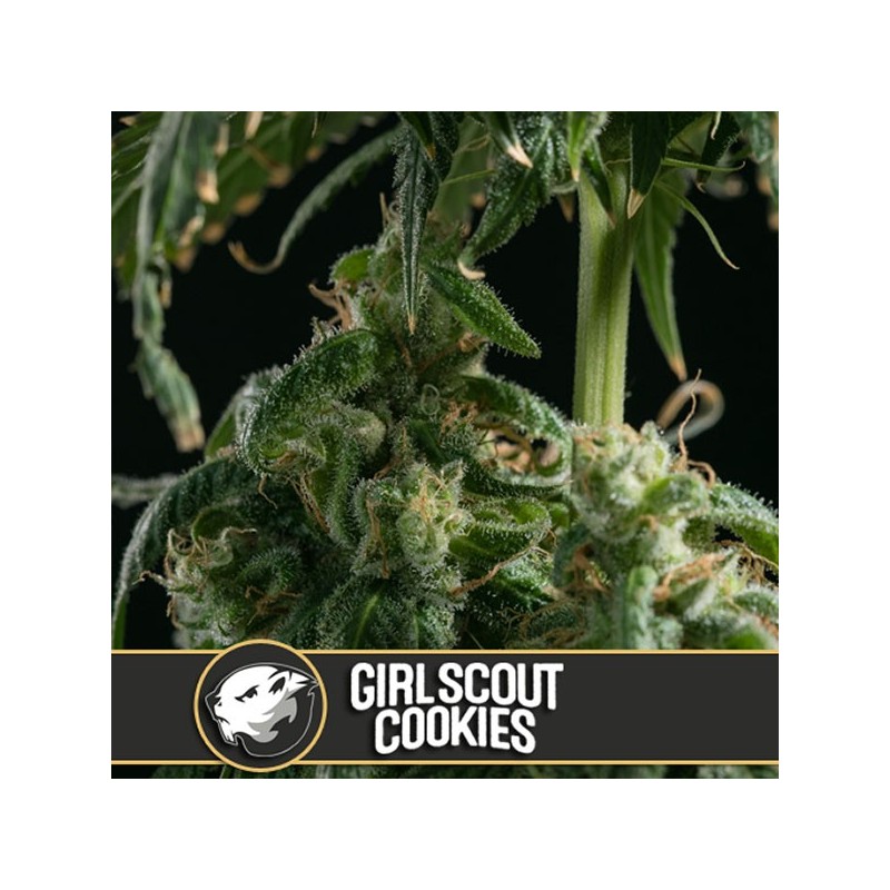 Girl Scout Cookies - Feminizadas - Blimburn Seeds