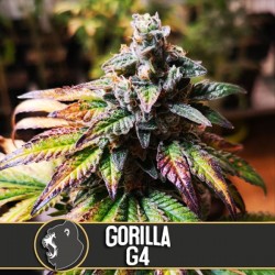 Gorilla G4 - Feminizadas - Blimburn Seeds
