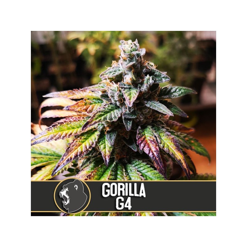 Gorilla G4 - Feminizadas - Blimburn Seeds