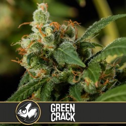 Green Crack - Feminizadas - Blimburn Seeds