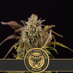 Grizzly Purple Kush - Feminizadas - Blimburn Seeds