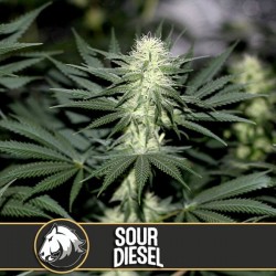 Sour Diesel - Feminizadas - Blimburn Seeds