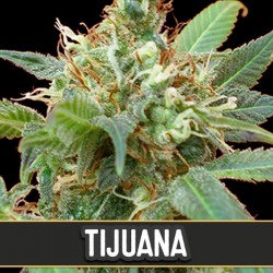 Tijuana - Feminizadas - Blimburn Seeds