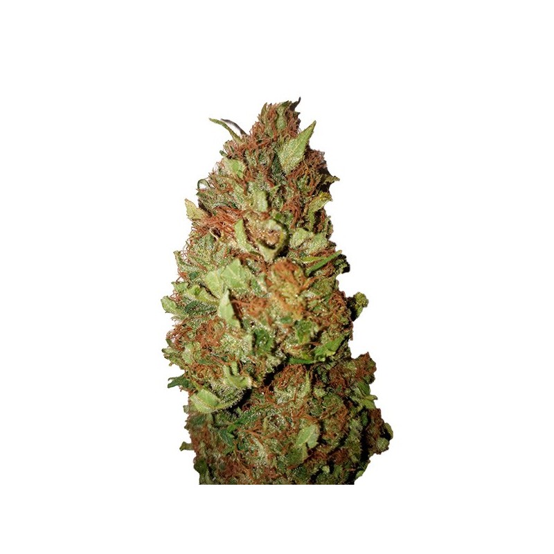 Sour Tsunami CBD+ - Feminizadas - CBD Buds