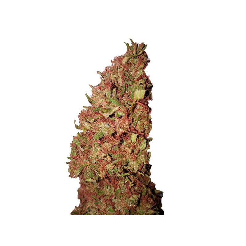 Strawberry CBD+ - Feminizadas - CBD Buds