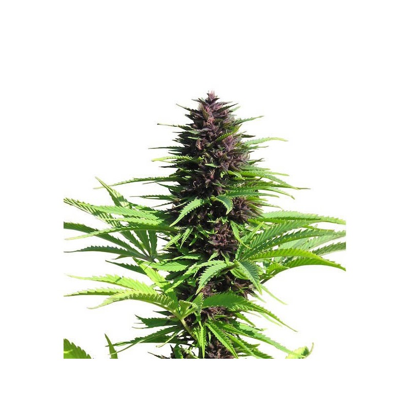 Shaman - Regulares - Dutch Passion