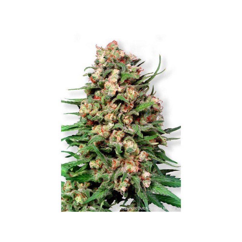 Skunk nº 1 - Regulares - Dutch Passion