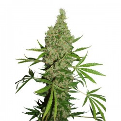 White Widow x The Ultimate - Regulares - Dutch Passion