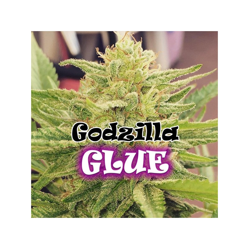 Godzilla Glue - Feminizadas - Dr Underground