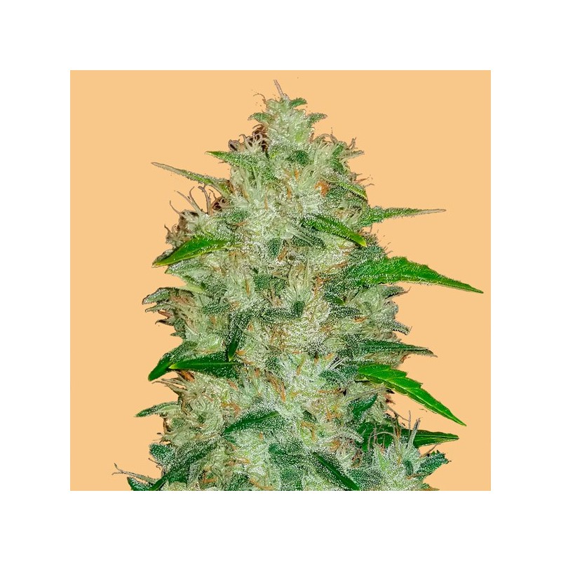 Auto Chemdawg - Autoflorecientes - FastBuds Seeds
