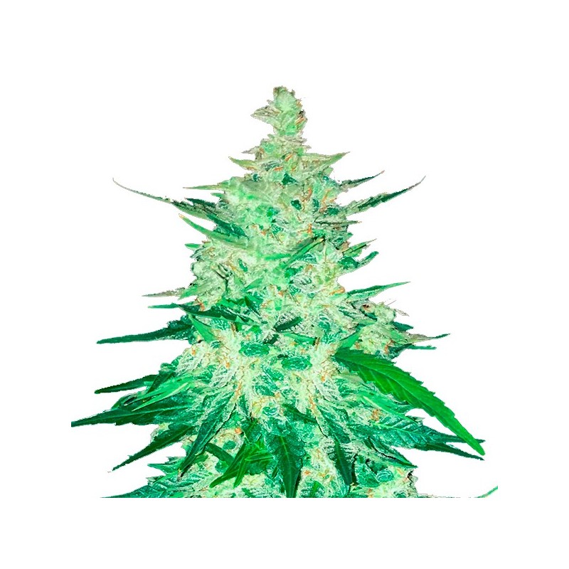 CBD 20:1 - Feminizadas - FastBuds Seeds
