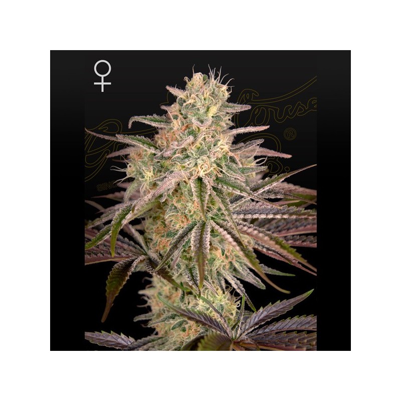 Cloudwalker - Feminizadas - Green House