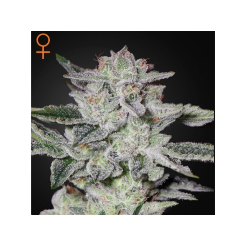 Sweet Valley Kush - Feminizadas - Green House