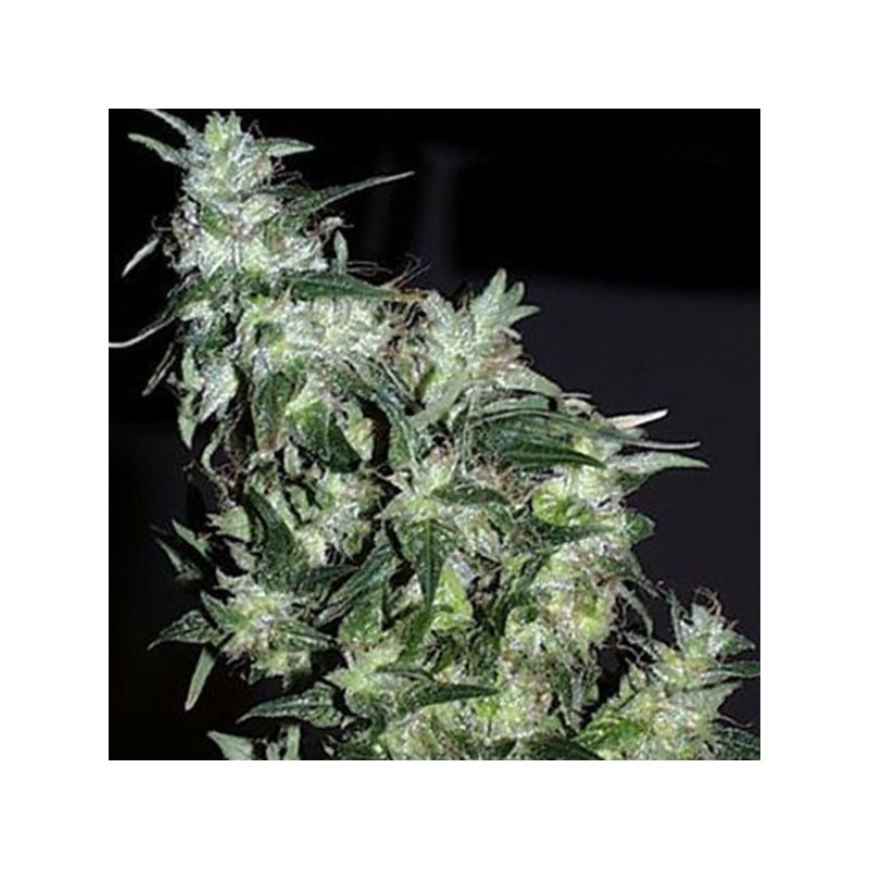 Cyber Cristal - Feminizadas - KC Brains