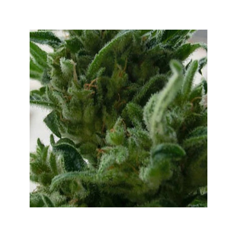 KC 33 - Feminizadas - KC Brains