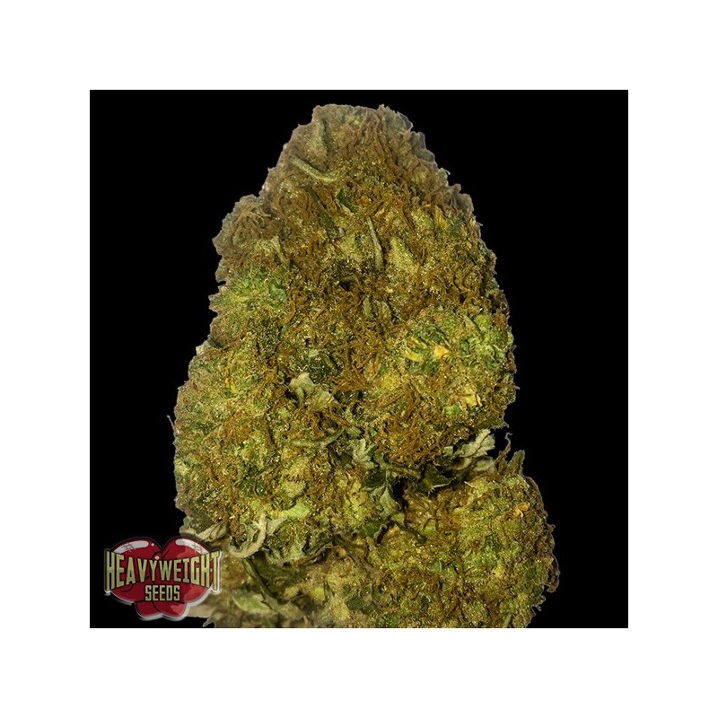 Auto Skunky Monkey - Autoflorecientes - Heavyweight Seeds