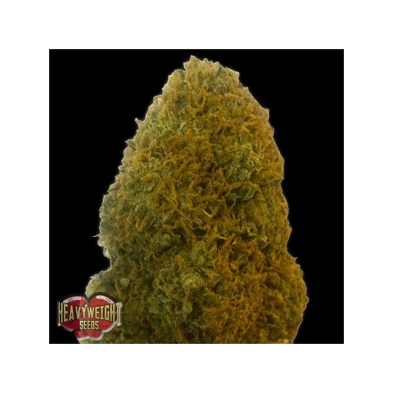 Champions Cheese - Feminizadas - Heavyweight Seeds