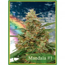 Mandala nº 1 - Regulares - Mandala Seeds