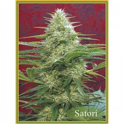 Satori - Regulares - Mandala Seeds