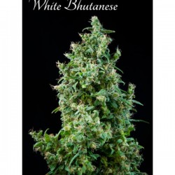 White Bhutanase - Feminizadas - Mandala Seeds