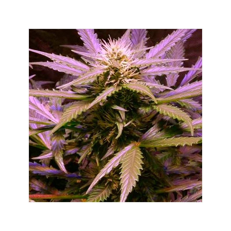 Auto Lemon OG Haze - Autoflorecientes - Nirvana