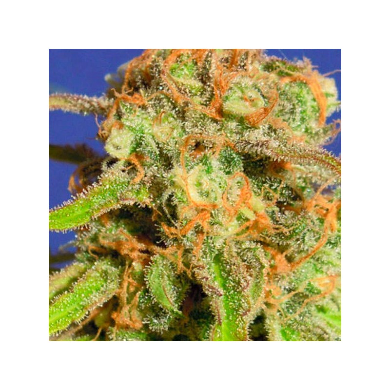 Auto Bruce Banner nº 3 - Autoflorecientes - Original Sensible