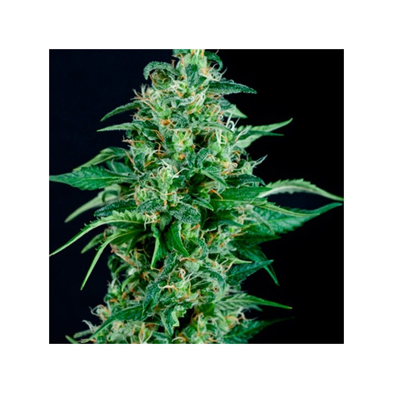 Auto Kryptonite - Autoflorecientes - Pyramid Seeds
