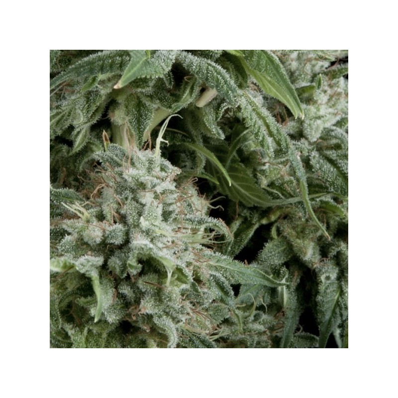 Auto Northern Ligths CBD - Autoflorecientes - Pyramid Seeds