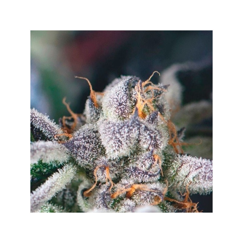 Cookies USA - Feminizadas - Pyramid Seeds