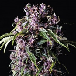 Purple - Feminizadas - Pyramid Seeds