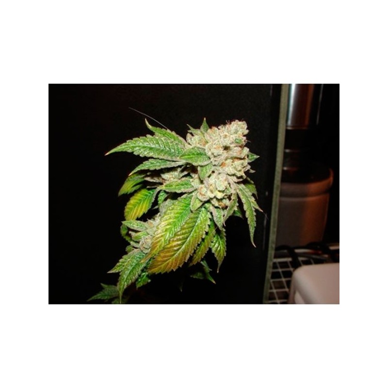 Larry OG Kush - Regulares - The Cali Connection