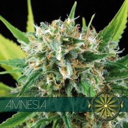 Amnesia - Feminizadas - Vision Seeds