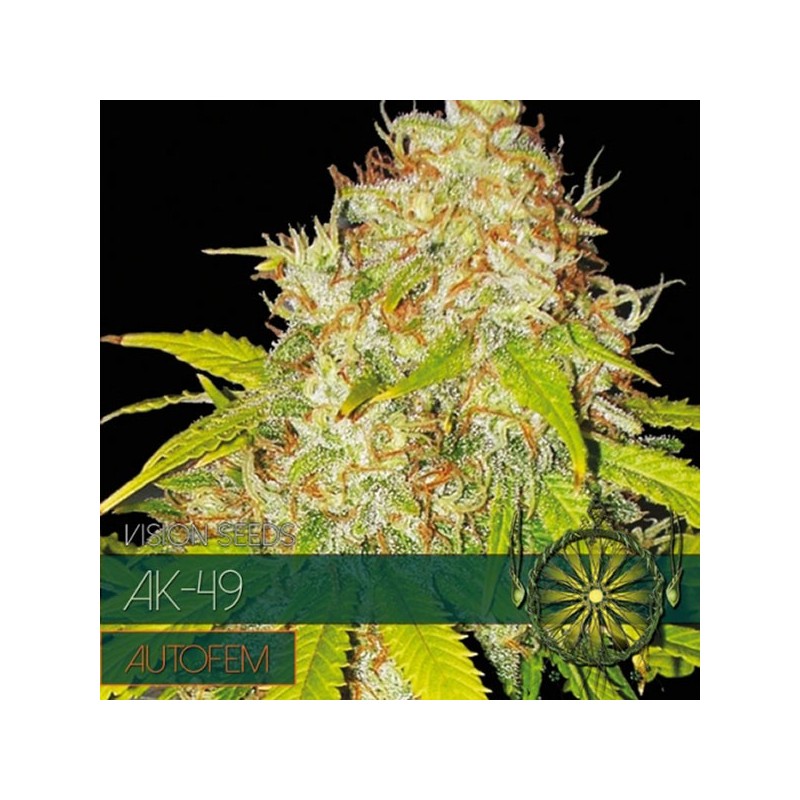 Auto AK 49 - Autoflorecientes - Vision Seeds