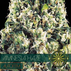 Auto Amnesia Haze - Autoflorecientes - Vision Seeds