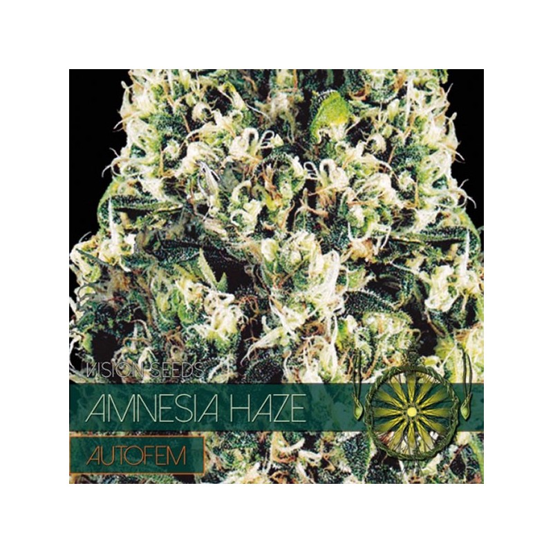 Auto Amnesia Haze - Autoflorecientes - Vision Seeds