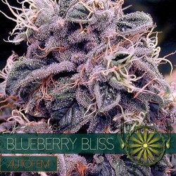 Auto Blueberry Bliss - Autoflorecientes - Vision Seeds