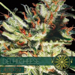 Auto Delhi Cheese - Autoflorecientes - Vision Seeds