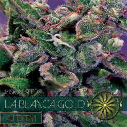 Auto La Blanca Gold - Autoflorecientes - Vision Seeds