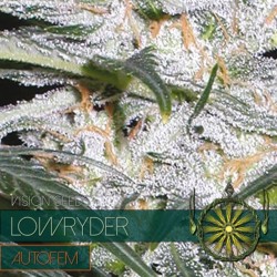Auto Lowryder - Autoflorecientes - Vision Seeds