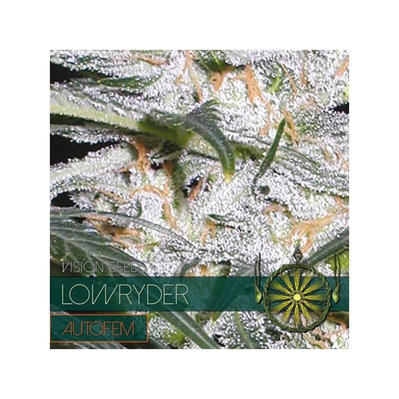 Auto Lowryder - Autoflorecientes - Vision Seeds